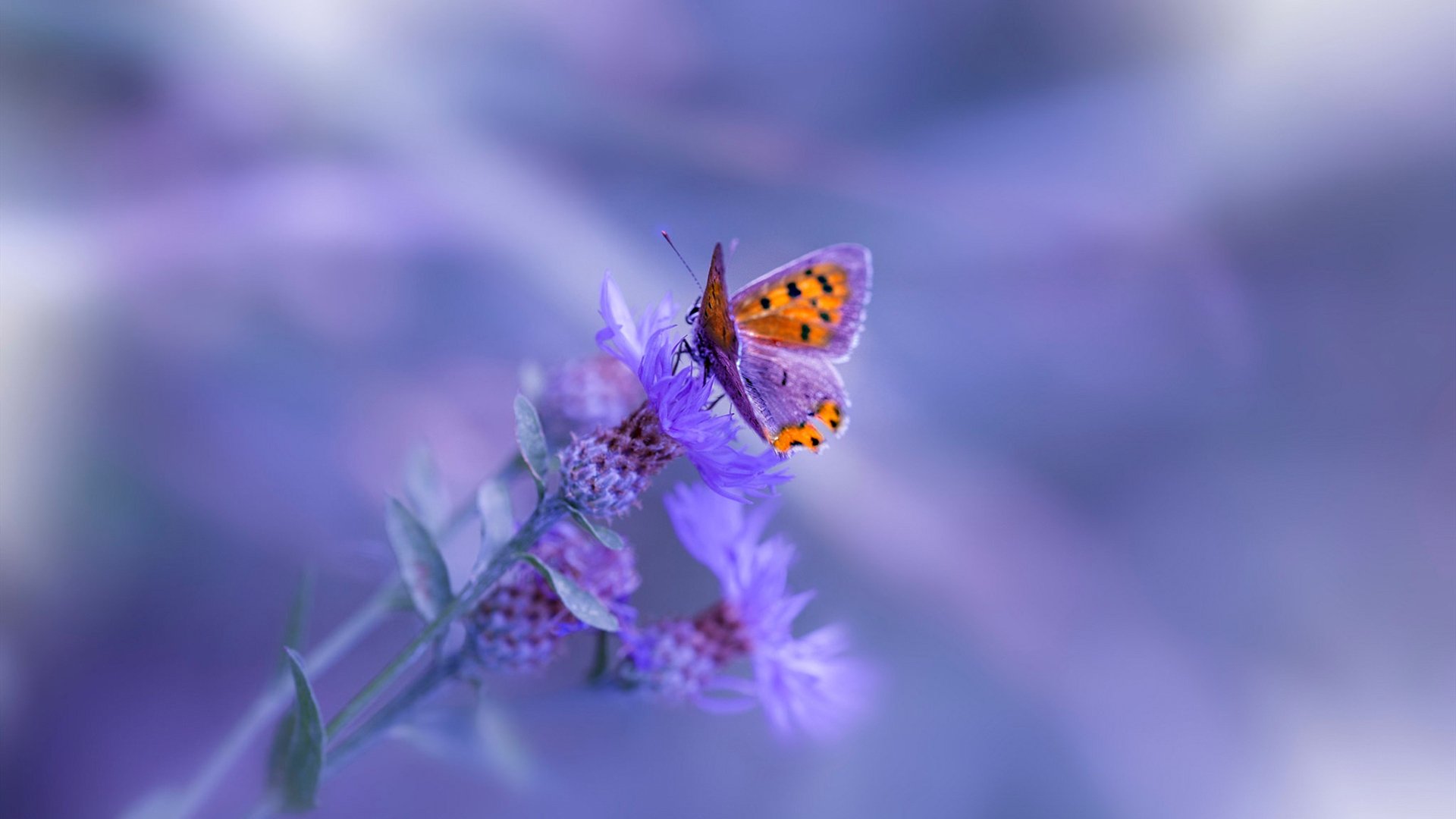 文班亚马进攻端无人可挡，76人决胜局带走鹈鹕